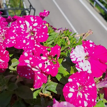 Bed & Breakfast Bellagio Bed & Breakfast