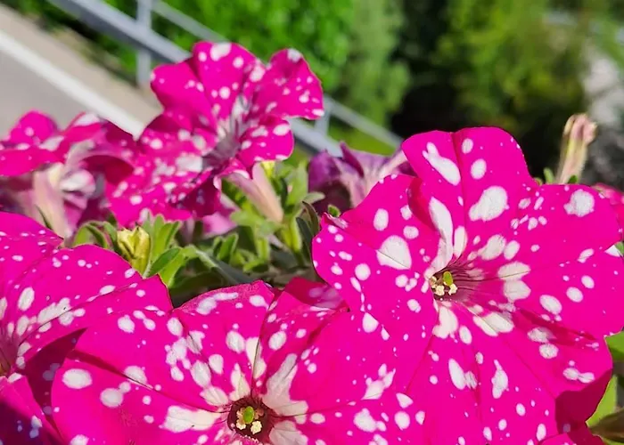 Bed & Breakfast Bellagio 3*