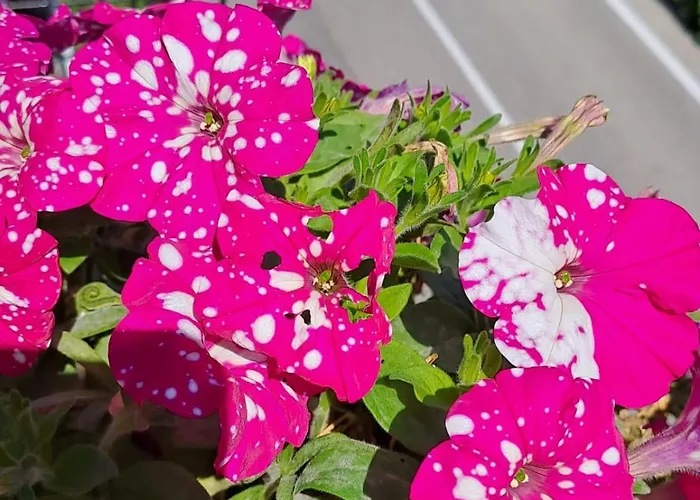 Bed&Breakfast Bellagio Frühstückspension