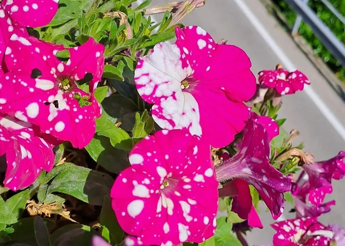 Bed & Breakfast Bellagio 3* Белладжо