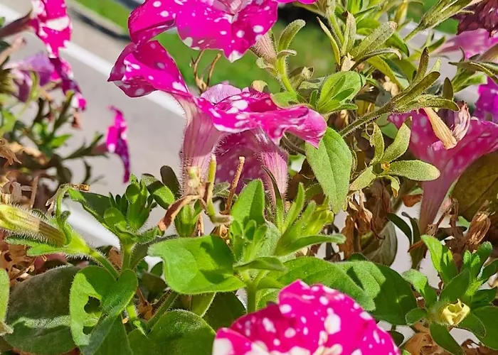 Bed & Breakfast Bellagio Отель типа 