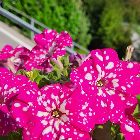 Bed & Breakfast Bellagio 3*