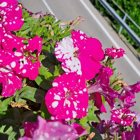 Bed & Breakfast Bellagio 3* ベッラージョ