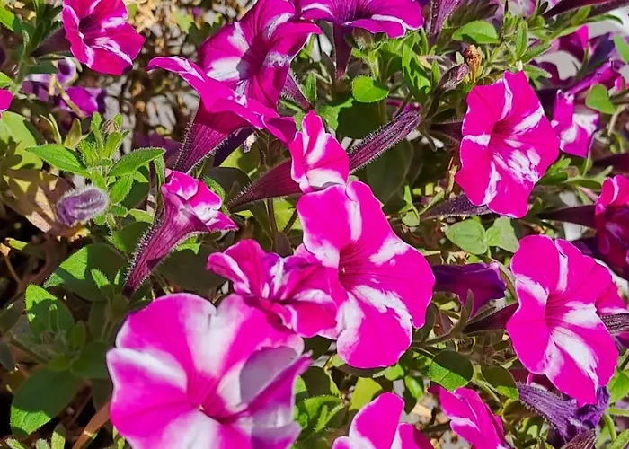 Bed & Breakfast Bellagio